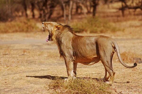Soubor:Panthera leo persica(Asiatic Lion) Gir.jpg – Wikipedie