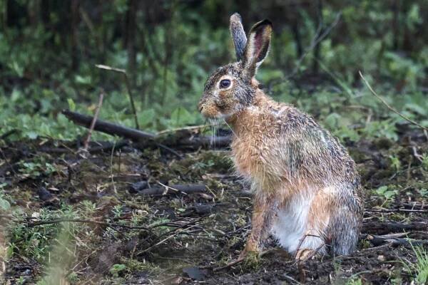 Zajac poľný (Lepus europaeus) - Ursia