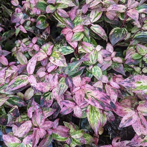 Leucothoe Archives