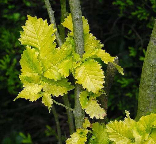 Ulmus × hollandica 'Wredei'