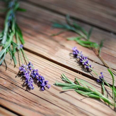 Sign up to our newsletter! | Le Mont Botanique