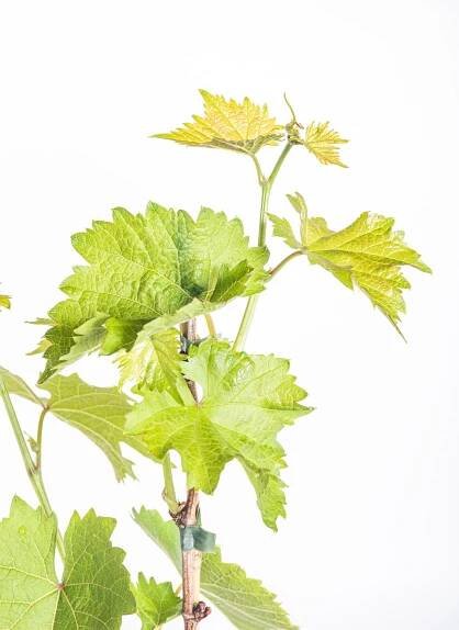 Réva vinná, Vitis vinifera Muscat Bleu, modrá skladem | ZAZUMi.cz
