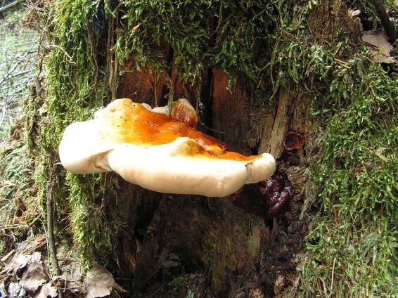 Ganoderma lucidum - lesklokorka lesklá