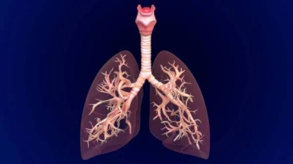 3D ilustrace anatomie lidských plic (Bronchi, Bronchioles) pro lékařskou koncepci — Stock obrázek