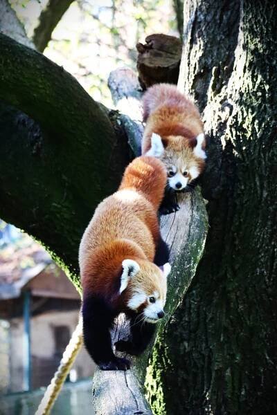ZOO Bojnice | Česká zoo z.s.