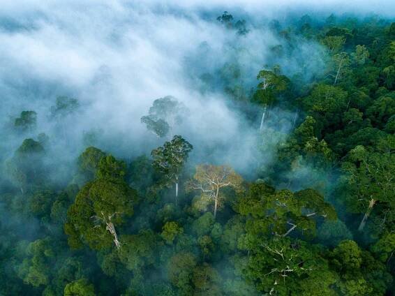 Danum Valley from above
