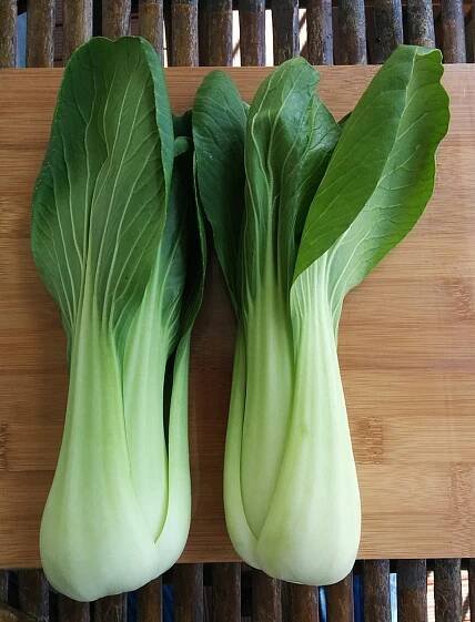 How to Grow Bok Choy (Chinese Cabbage)