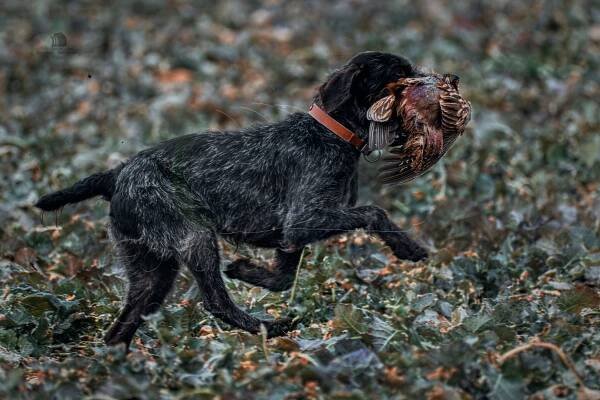 Pheasant hunting Trnovec nad Váhom III. | FotoStory A.S.