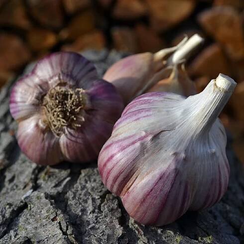 Sadbový česnek Janko - Allium sativum - paličák - cibule česneku - 3 ks