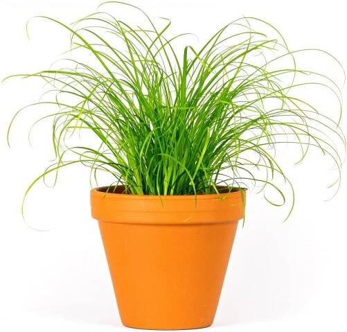 Gardners Cyperus Zumula, průměr 12 cm Šáchor, kočičí tráva od 110 Kč - Heureka.cz