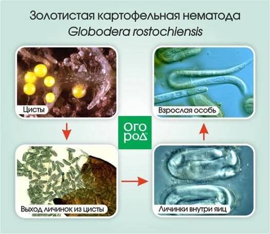 Hlístice na jahodách: jak s ní bojovat, aby se nerozšířila na jiné rostliny