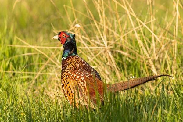 Fasan (Phasianus colchicus) Naturfotografie Olaf & Sylvia Rentzsch