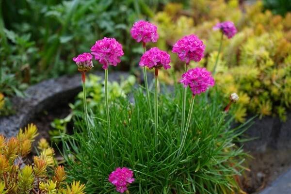 Trávnička přímořská 'Rosea' Růžová Zimozelená (Armeria maritima) Květináč 1L Barva květů růžová