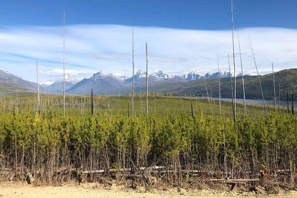 2025 Flathead Lake & Bison Range Scenic Driving Tour (Whitefish) - with Trusted Reviews