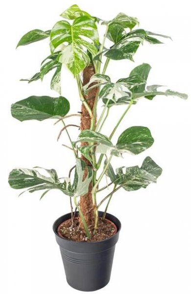 panašovaná monstera, Monstera deliciosa Variegata, skladem | ZAZUMi.cz
