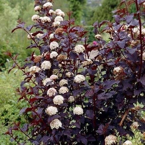 GREENBOSS FLOWER Tavola kalinolistá "Diabolo" 4l od 263 Kč - Heureka.cz
