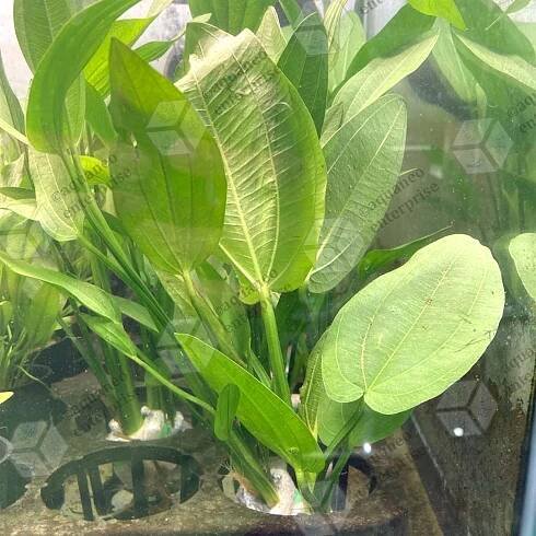 [Low Tech] Echinodorus Cordifolius LP Aquatic Plant - Bunch | Aquaneo Enterprise