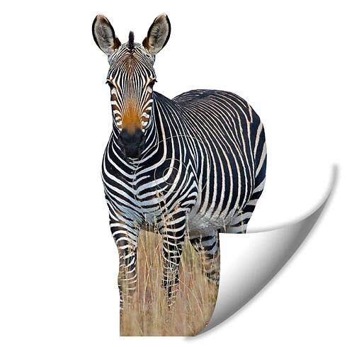 zebra-fsl-1-09.jpg