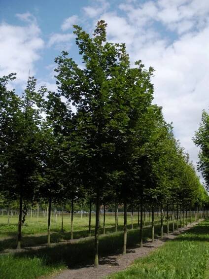 Acer platanoides 'Cleveland' | javor mléč 'Cleveland' - Van den Berk Školky