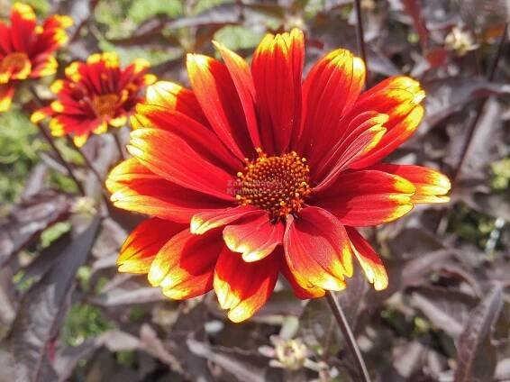 Heliopsis helianthoides " Bonfire Sunset " ® - janeba Zahradnictví Krulichovi - zahradnictví, květinářství, trvalky, skalničky