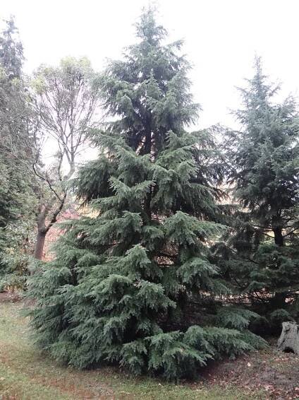Tsuga mertensiana (Jedlovec Mertensův) - eshop, prodej, semena, rostliny, pěstování, fotografie, množení, popis, atd