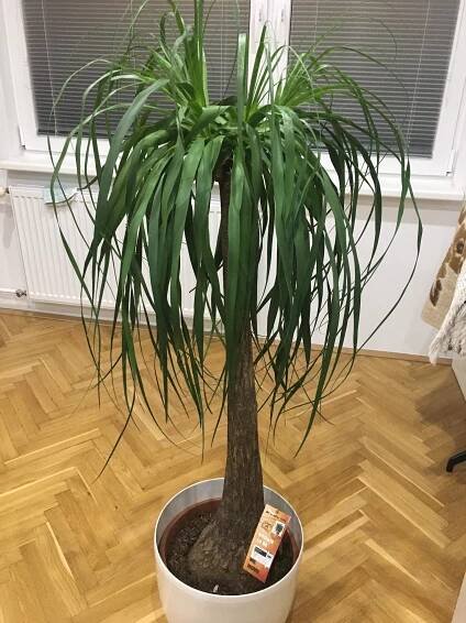 Slonia noha - Choroby | Zahrada.sk