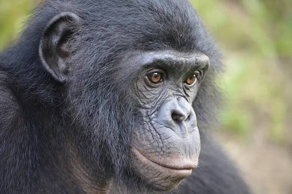 bonobo