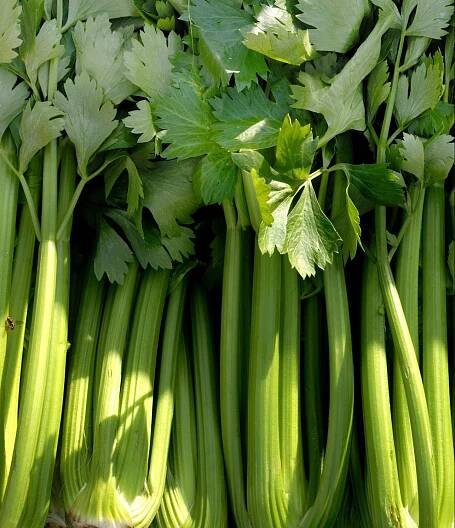 CELERI FRANCE 2 – Asian and tropical vegetable seeds