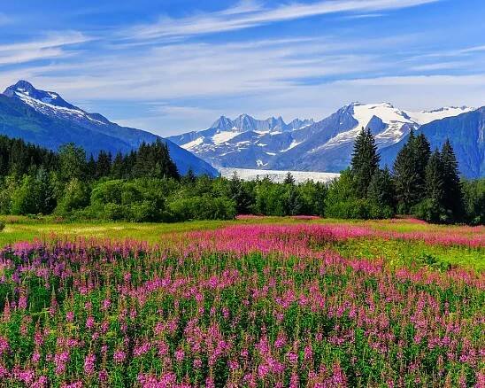 An Alaskan field full of pink flowers