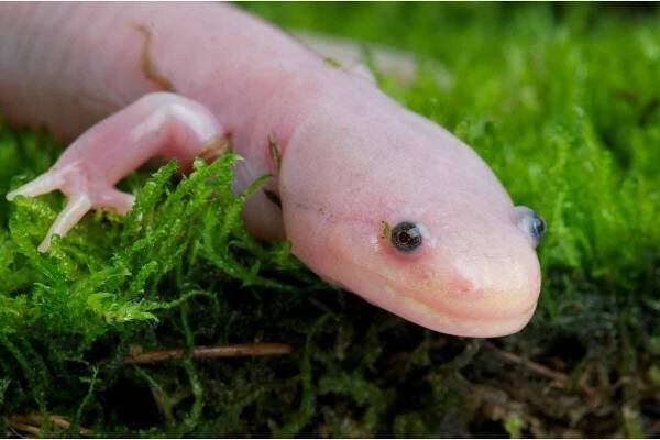 Axolotl / Ambystoma mexicanum