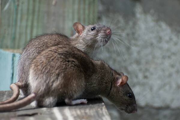 Rats | Latest News | Page Six