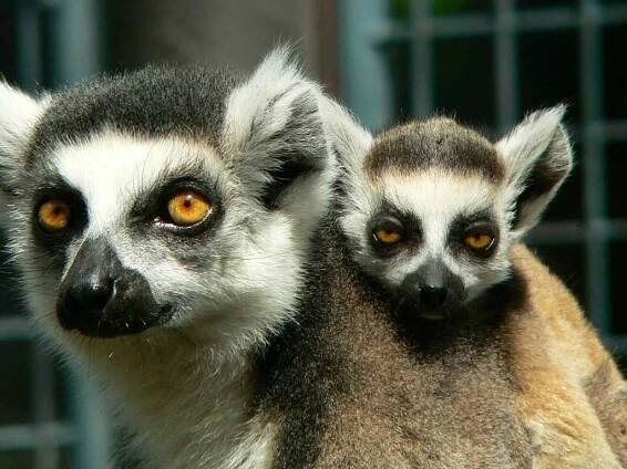 Fotogalerie: Návštěvníci zoo projdou novým lemuřím výběhem. Poloopice jim polezou nad hlavami - Vyškovský deník