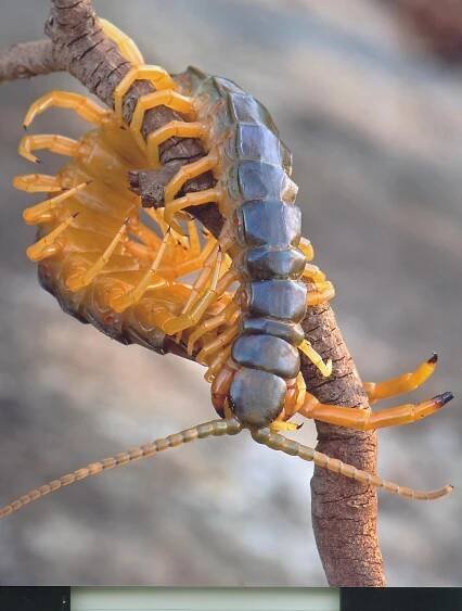 Centipede