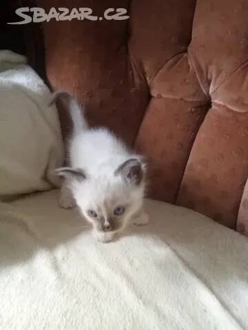 Koťata Ragdoll