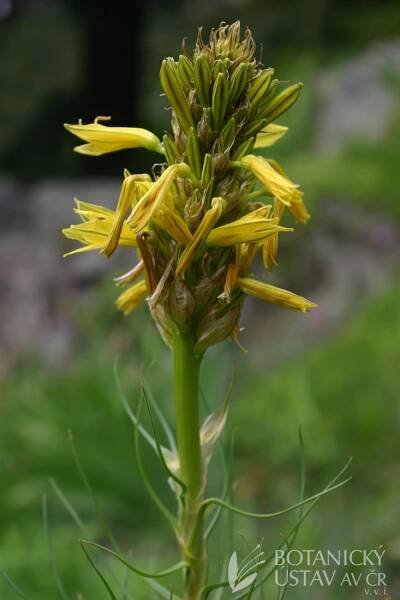 Asphodeline lutea - asfodelka žlutá | Lukáš Hrdinka | Autoři | iBotky.cz