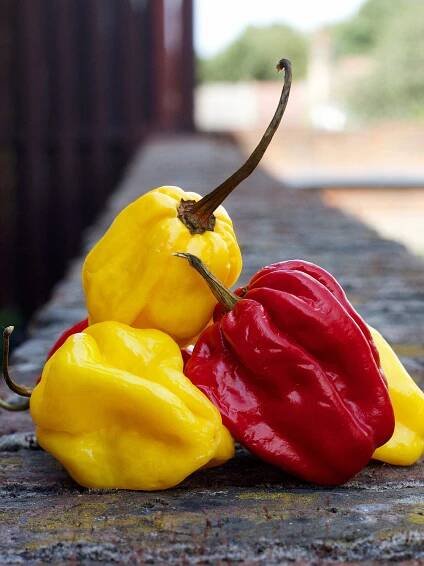 Scotch Bonnet peppers