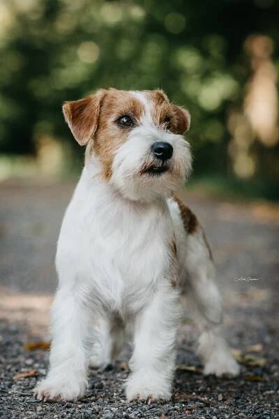AXWELL OD HADÍHO POTOKA – Jack Russell teriér od Hadího potoka