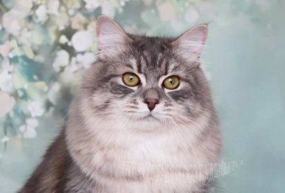 Siberian cat from th cattery in Russia