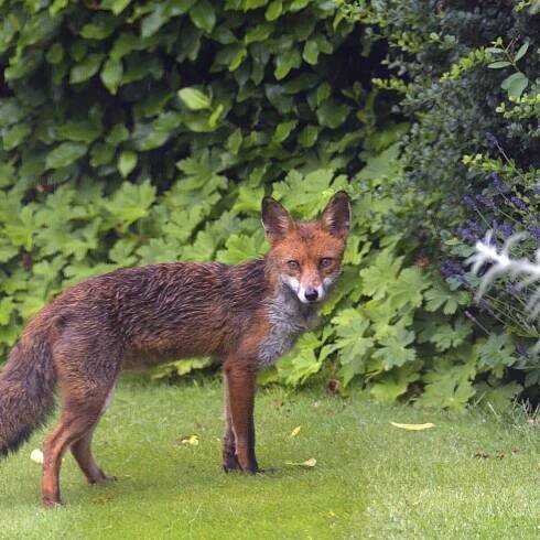 Der Fuchs: Raubtier mit sozialer Ader