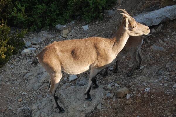 Samica poddruhu C.p. hispanica, Španielsko