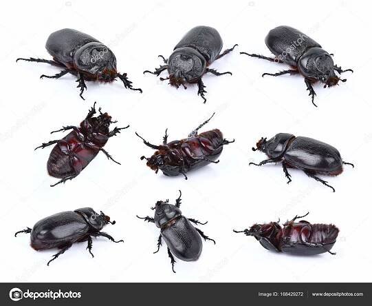 Brouci v přírodě, nosorožec brouka (čeleď Scarabaeidae) izolované na bílém b — Stock Fotografie © boonchuay1970 #168429272