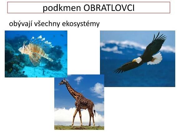 PPT - podkmen OBRATLOVCI PowerPoint Presentation, free download - ID:6428429