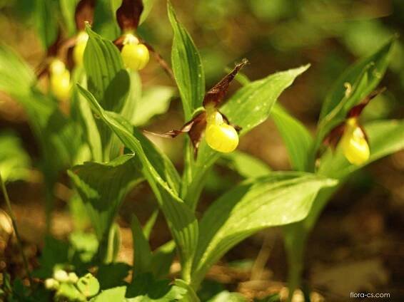 Střevíčník pantoflíček (Cypripedium calceolus)