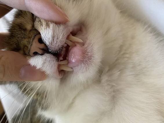 Oteklý spodní ret u kočky | RadaVeterináře.cz 