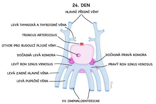 Vývoj srdce - Axon