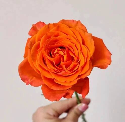 Florich cut rose king`s day