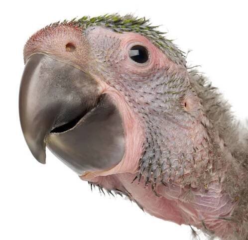 Detailní záběr Great Green Macaw, Ara ambiguus, 1 a půl měsíce — Stock obrázek