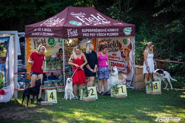 6. ročník Voříškiády Čtyřnohého tuláčka | JKANIMALS.cz 