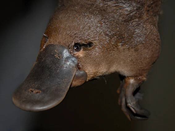Platypus Symbolism, Platypus Meaning, Platypus Totem, Platypus Dream, and Messages