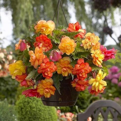 Begónie Golden Balcony – Begonia tuberhybrida – begónie – cibulky